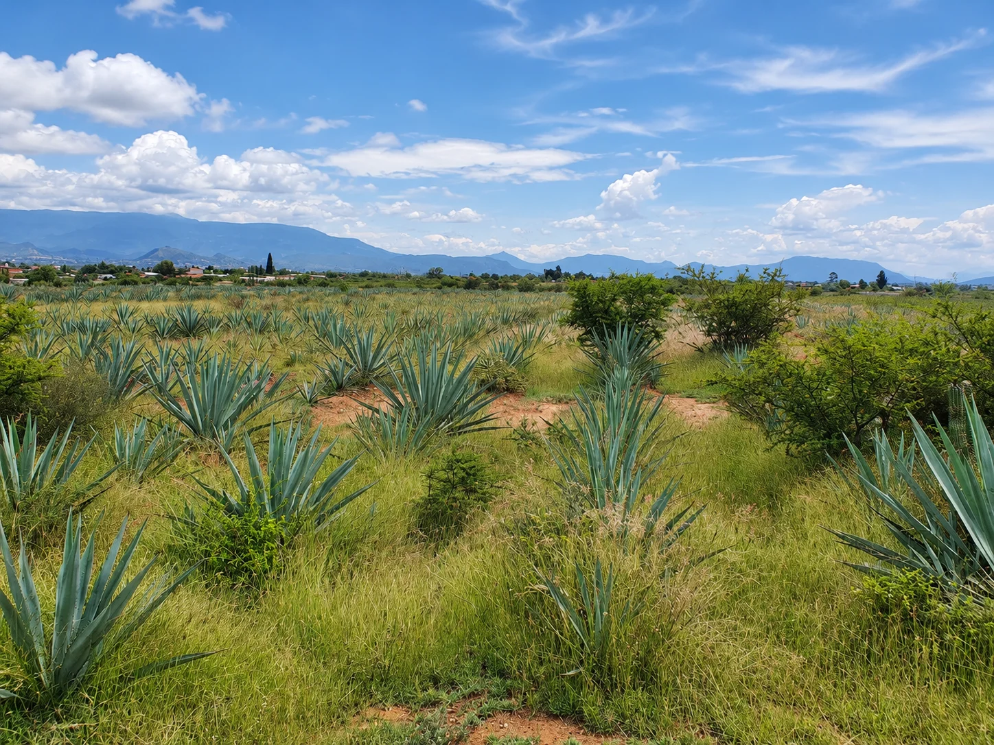 Terreno- 27,760 m²-plantío de agave-certificado -San Juan Guelavía — foto 6