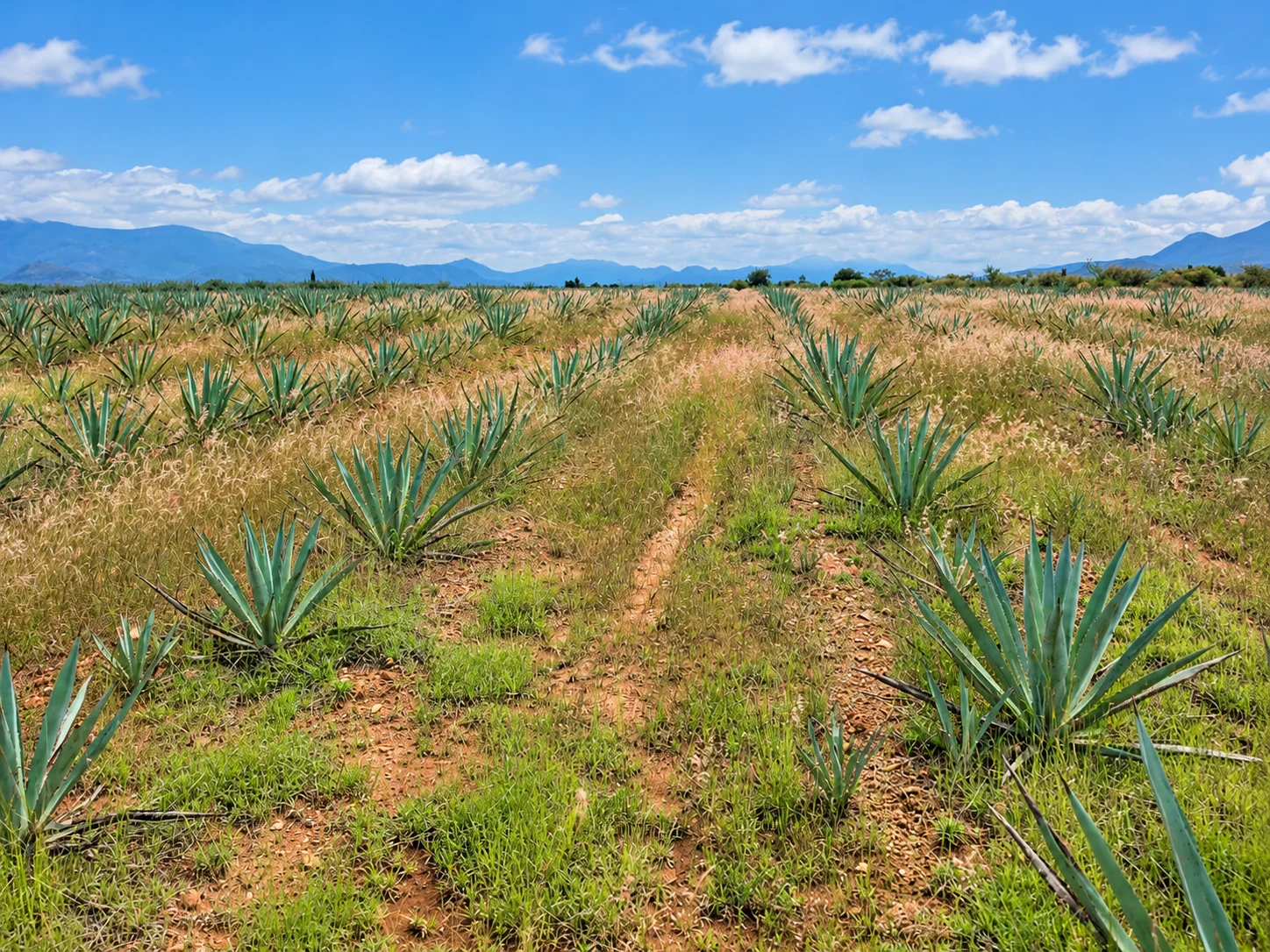 Terreno- 27,760 m²-plantío de agave-certificado -San Juan Guelavía — foto 4