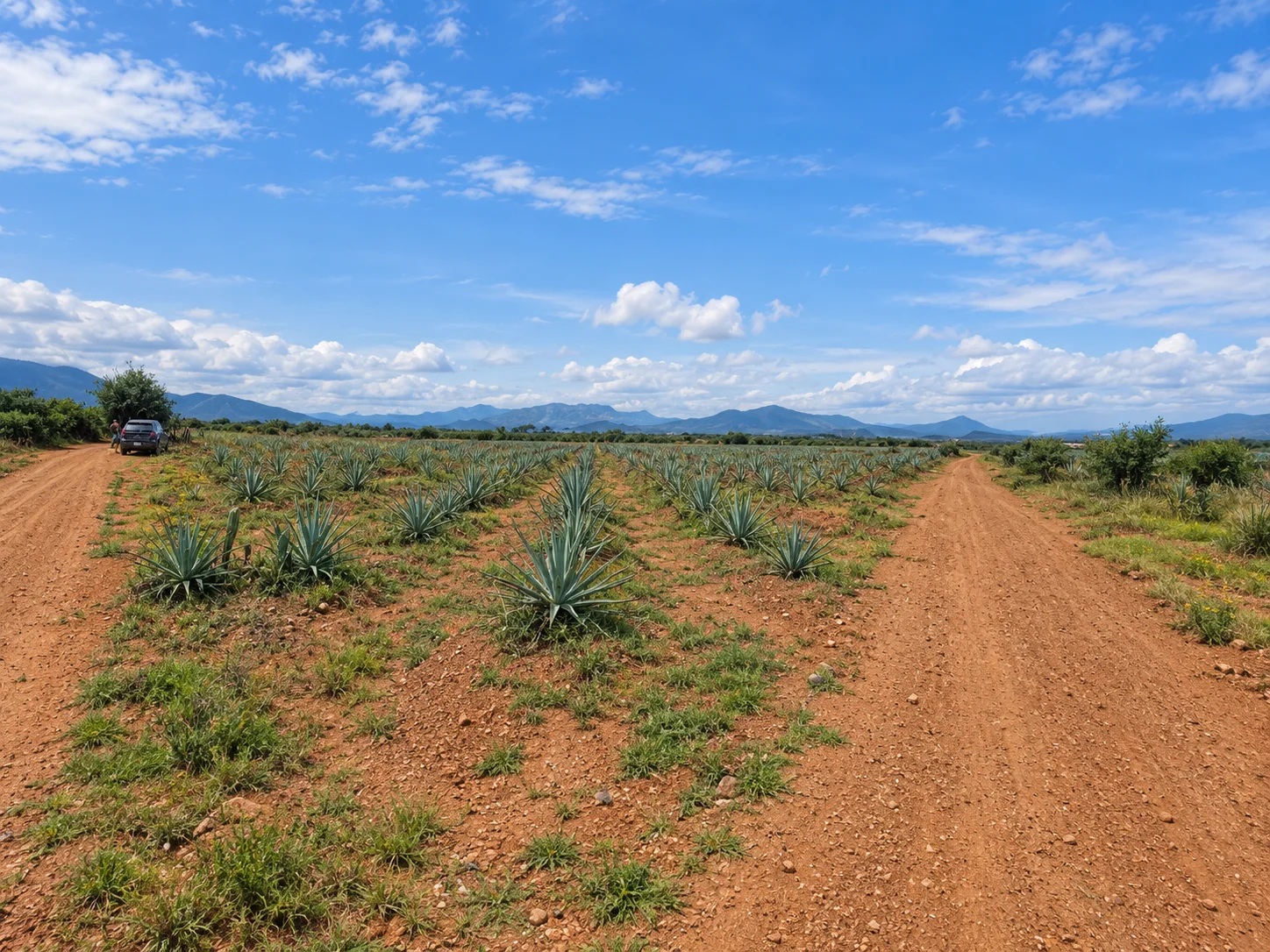 Terreno- 27,760 m²-plantío de agave-certificado -San Juan Guelavía — foto 9