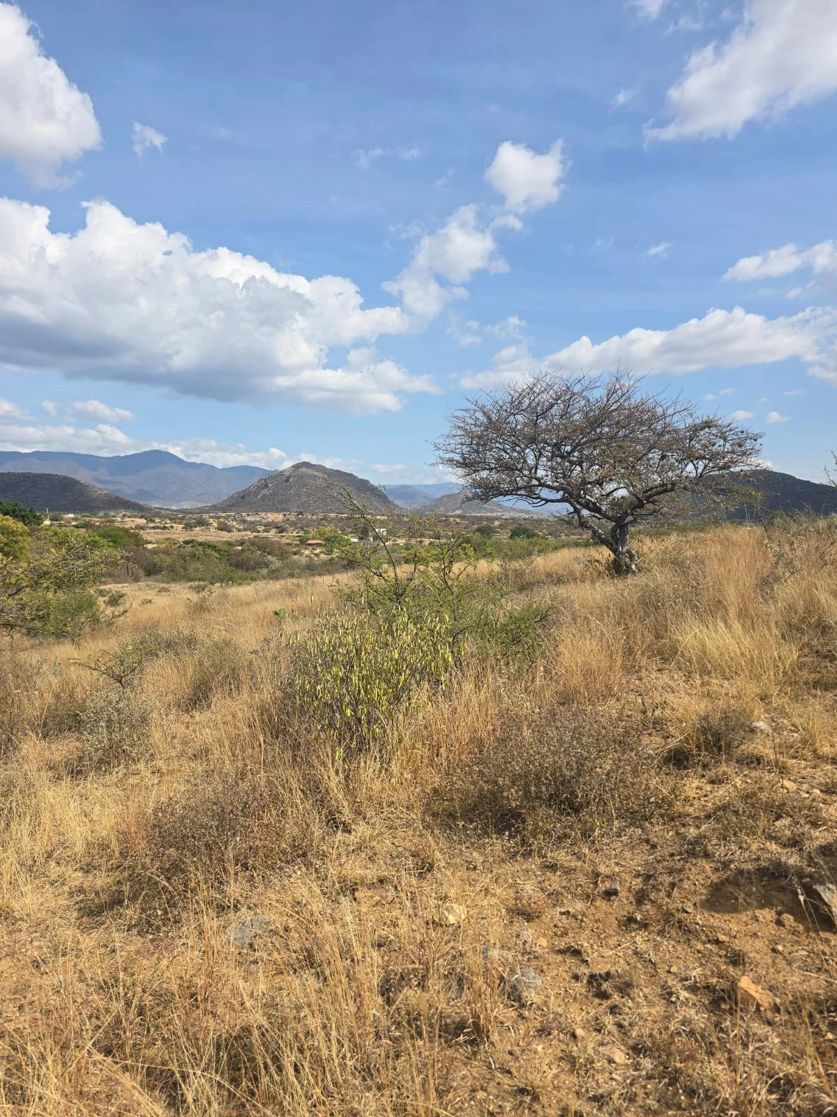 Terreno · Santiago Ixtaltepec · 20,000 m² — foto 6