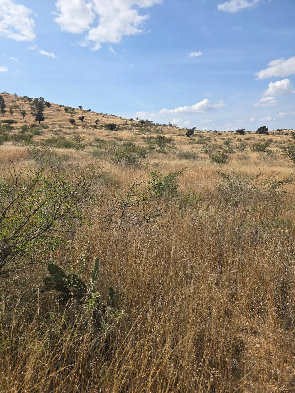 Terreno · Santiago Ixtaltepec · 20,000 m² — foto 3