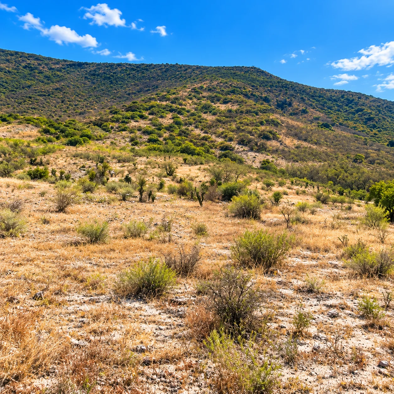 Terreno de 19,644 m² en venta en San Pablo Villa de Mitla, Paraje Ni Danne — foto 5